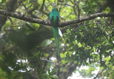 Resplendent Quetzal; male 