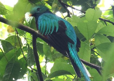 Resplendent Quetzal; male 