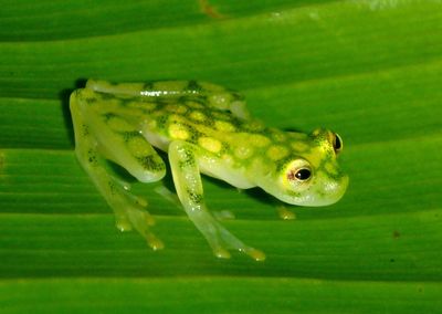 Reticulated Glass Frog