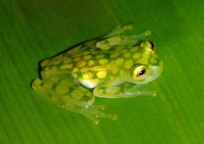 Reticulated Glass Frog