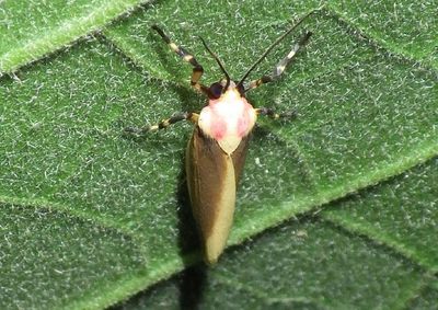 Rhabdatomis Lichen Moth species 