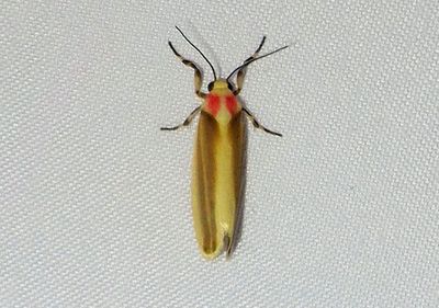 Rhabdatomis Lichen Moth species