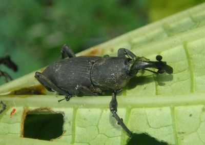 Rhodobaenus Weevil species