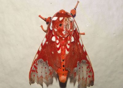 Rhodorhipha flammans; Tiger Moth species