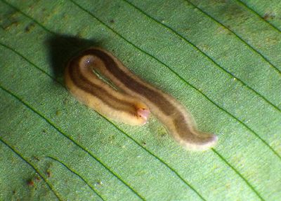Rhynchodemini Land Planarian species 