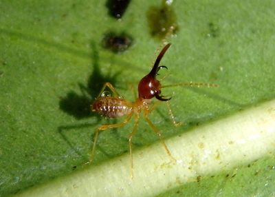 Rhynchotermes perarmatus; Mandibulate Nasute Termite species