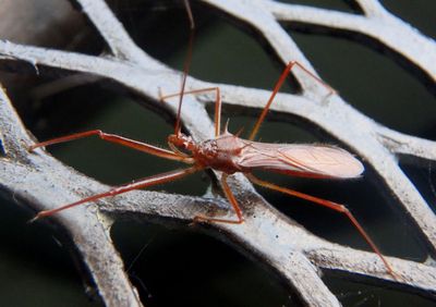 Ricolla Assassin Bug species