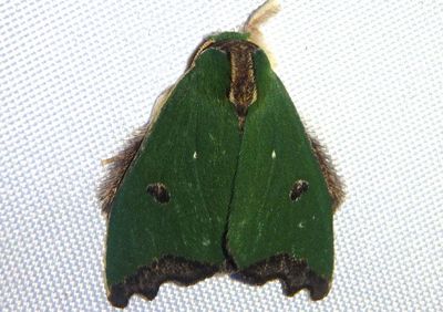 Rosema apicalis; Prominent Moth species