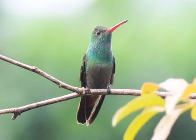 Rufous-tailed Hummingbird