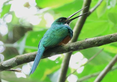 Rufous-tailed Jacamar 