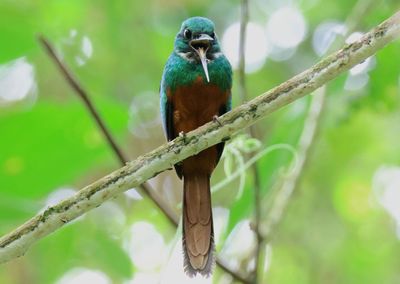 Rufous-tailed Jacamar