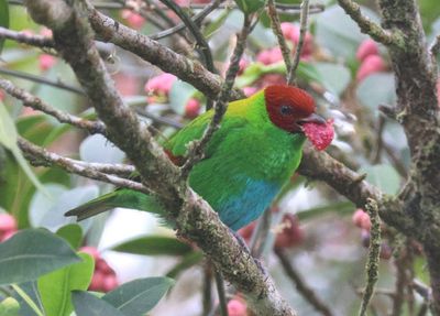 Rufous-winged Tanager; male
