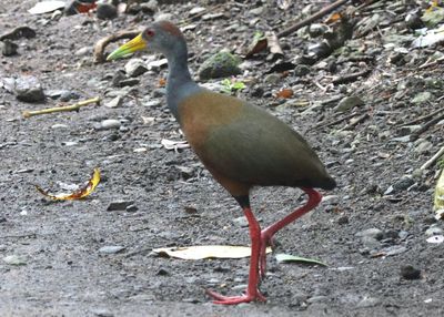 Russet-naped Wood Rail
