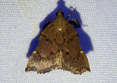 Salobrena Scaly-legged Pyralid Moth species