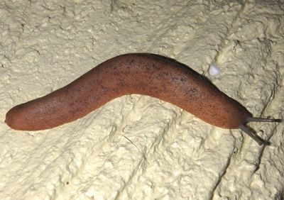 Sarasinula plebeia; Caribbean Leatherleaf Slug
