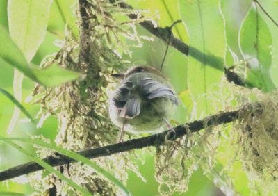 Scale-crested Pygmy Tyrant