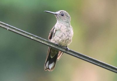 Scaly-breasted Hummingbird 