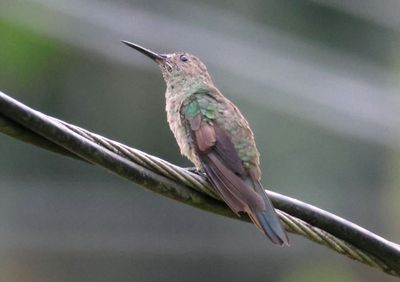 Scaly-breasted Hummingbird 