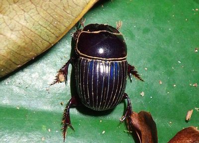 Scarabaeinae Dung Beetle species 