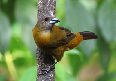 Scarlet-rumped Tanager; female 