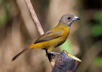 Scarlet-rumped Tanager; female 
