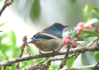 Scarlet-thighed Dacnis; female 