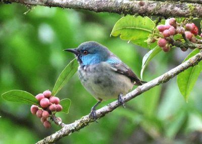 Scarlet-thighed Dacnis; female