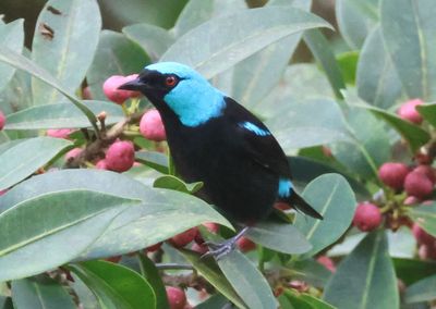 Scarlet-thighed Dacnis; male