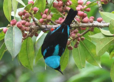 Scarlet-thighed Dacnis; male 
