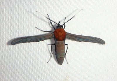 Scena potentia; Tiger Moth species 