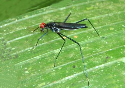 Scipopus Stilt-legged Fly species