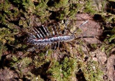 Scutigera linceci; Centipede species