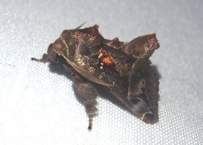 Semyra finita; Slug Moth species 