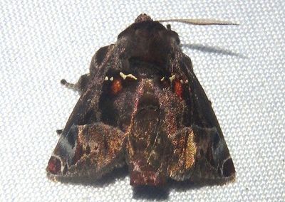 Semyra finita; Slug Moth species