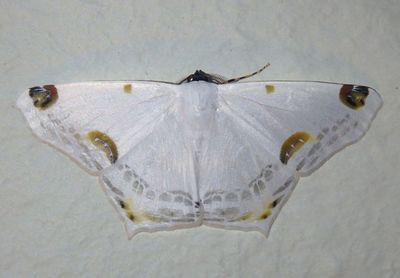 Sericoptera mahometaria; Geometer Moth species