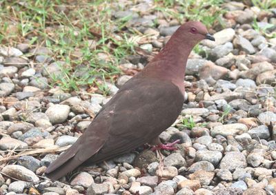 Short-billed Pigeon 