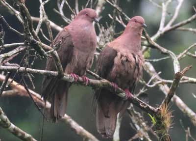 Short-billed Pigeons 