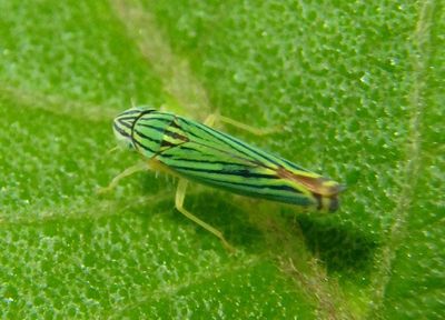 Sibovia nielsoni; Sharpshooter species