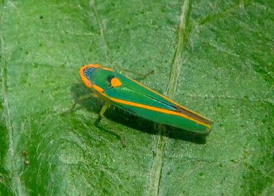 Sibovia pileata; Sharpshooter species