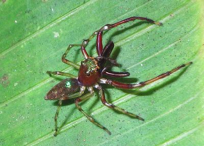 Sidusa Jumping Spider species 