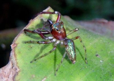 Sidusa Jumping Spider species
