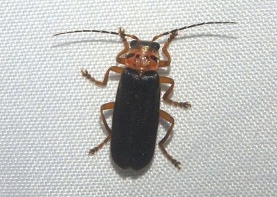 Silinae Soldier Beetle species