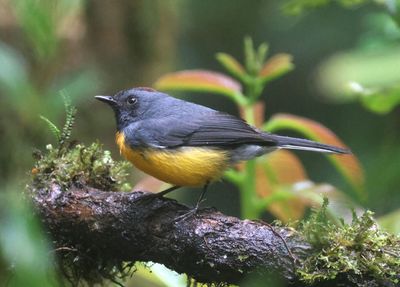 Slate-throated Redstart 