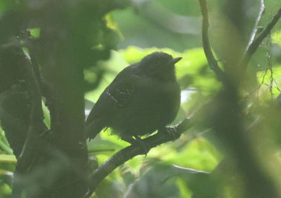Slaty Antwren; male
