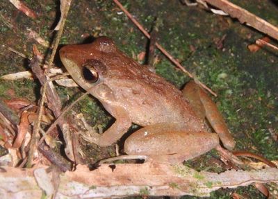 Slim-fingered Rain Frog 