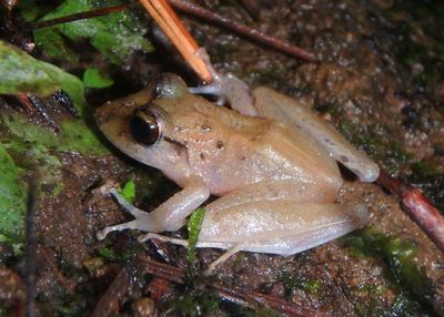 Slim-fingered Rain Frog
