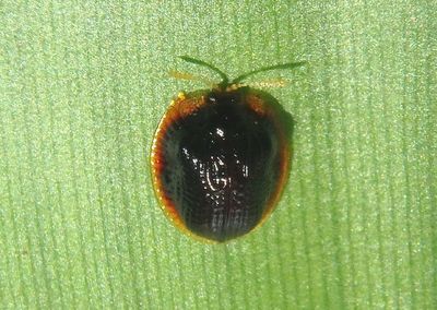 Spaethiella circumdata; Tortoise Beetle species
