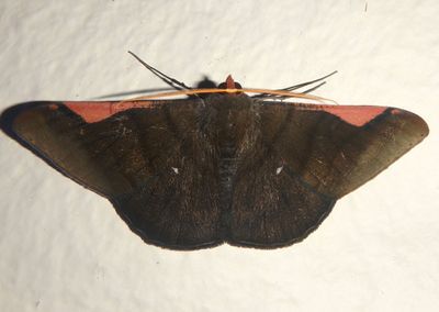 Sphacelodes vulneraria; Hubner's Olive