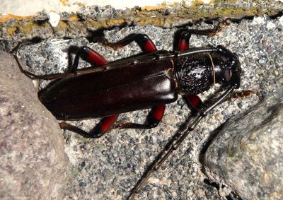 Sphallotrichus puncticollis; Round-necked Longhorn species