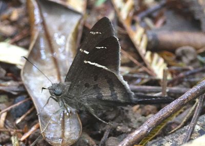 Spicauda tanna; Tanna Longtail